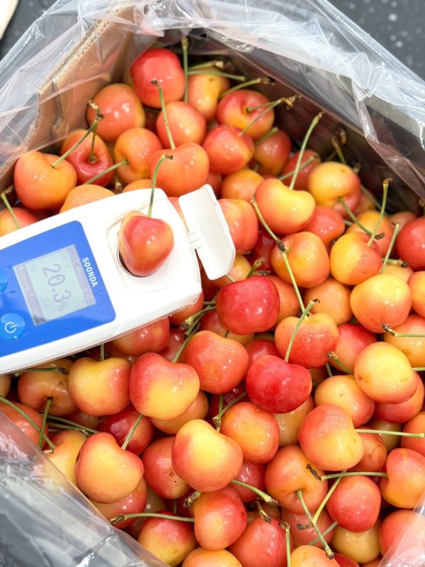 智利空運GOLD大白櫻桃 GOLD白櫻桃