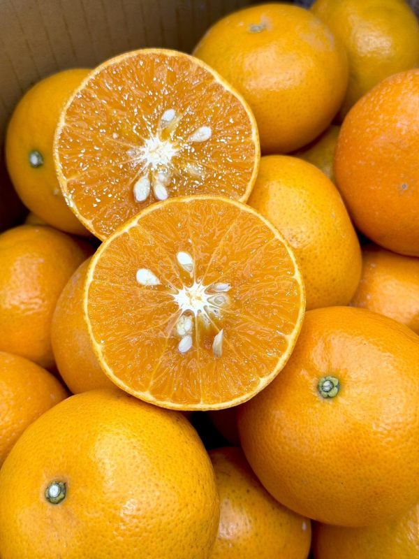 嚴選在地黃金茂谷 橘子,茂谷,黃金茂谷