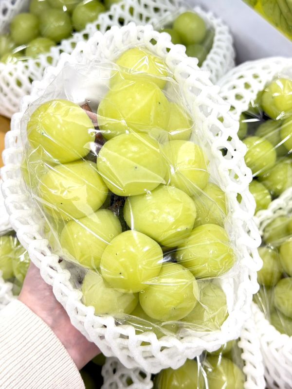 韓國閃耀麝香葡萄 韓國閃耀麝香葡萄,麝香,麝香葡萄,葡萄,韓國麝香