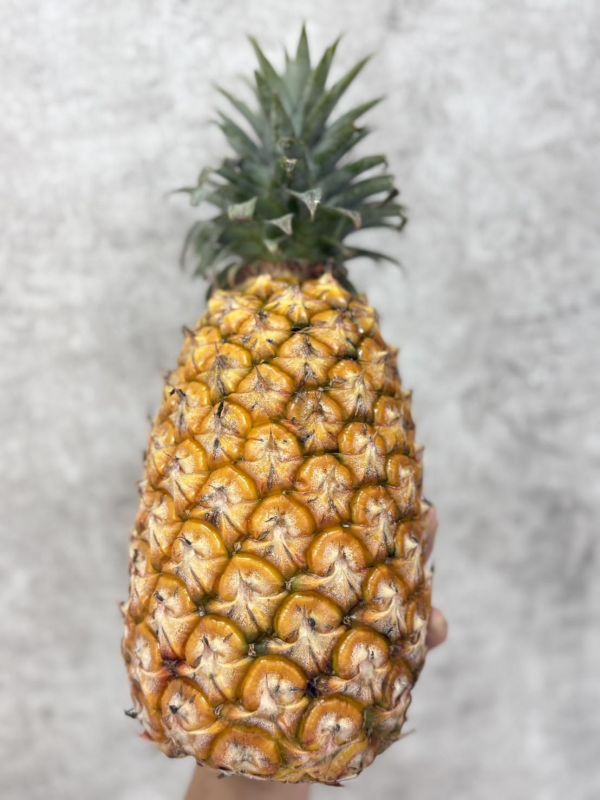 屏東大樹金鑽鳳梨 鳳梨,金鑽鳳梨