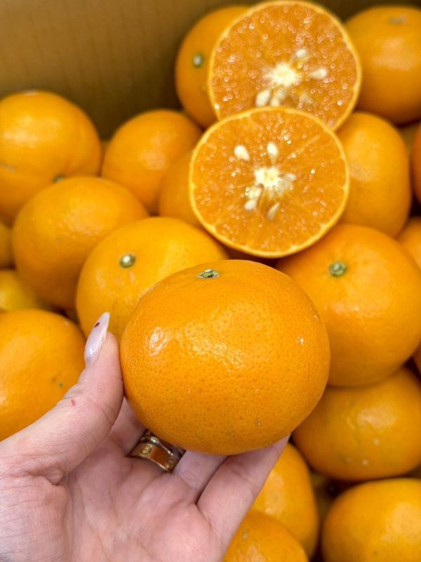 嚴選在地黃金茂谷 橘子,茂谷,黃金茂谷