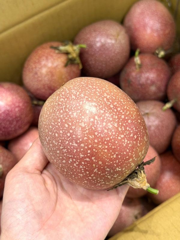 埔里滿天星蜜糖百香果 埔里百香果,滿天星,蜜糖百香果,百香果