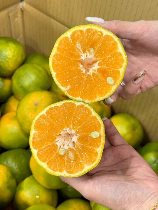 在地嚴選關子嶺椪柑 椪柑