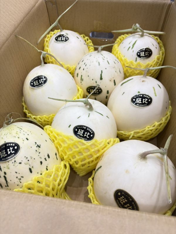 溫室精品斑比哈密瓜(白肉) 斑比哈密瓜,哈密瓜,斑比