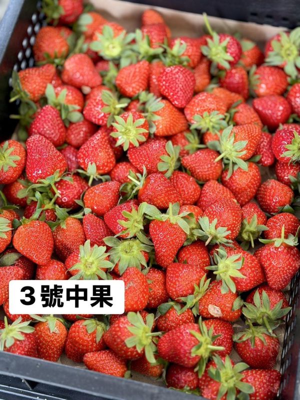 苗栗直送大湖草莓 草莓,大湖草莓