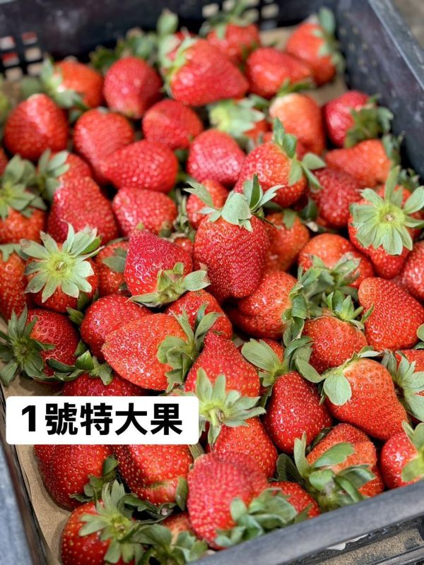 苗栗直送大湖草莓 草莓,大湖草莓