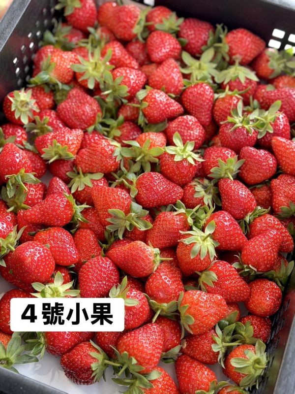 苗栗直送大湖草莓 草莓,大湖草莓
