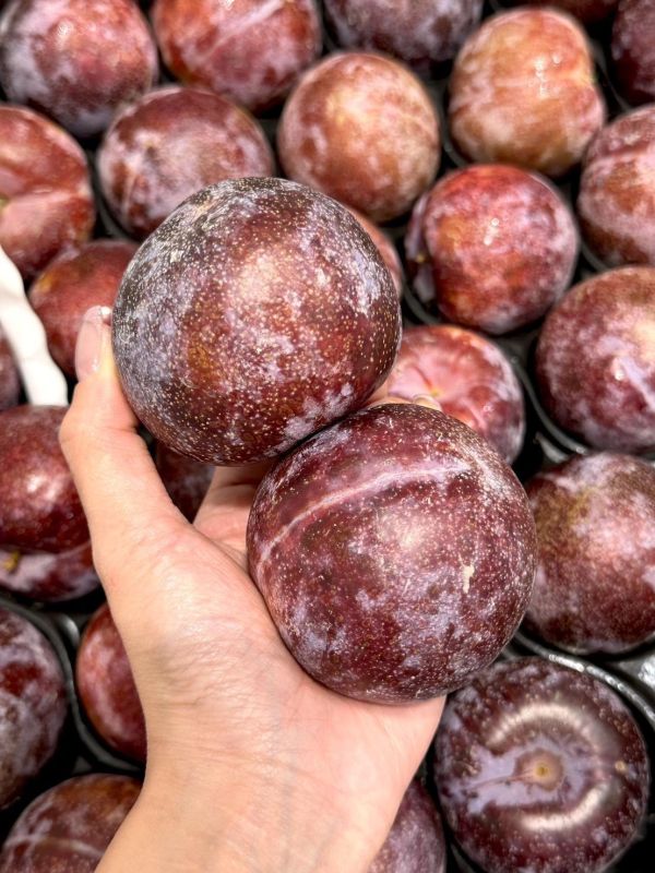 智利進口鳳凰蛋（蜜李） 恐龍蛋,鳳凰蛋,蜜李