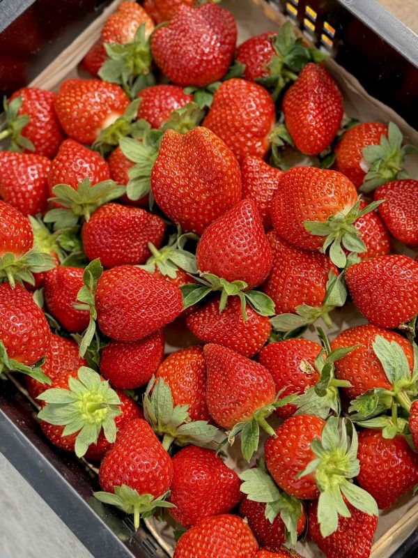 苗栗直送大湖草莓 草莓,大湖草莓