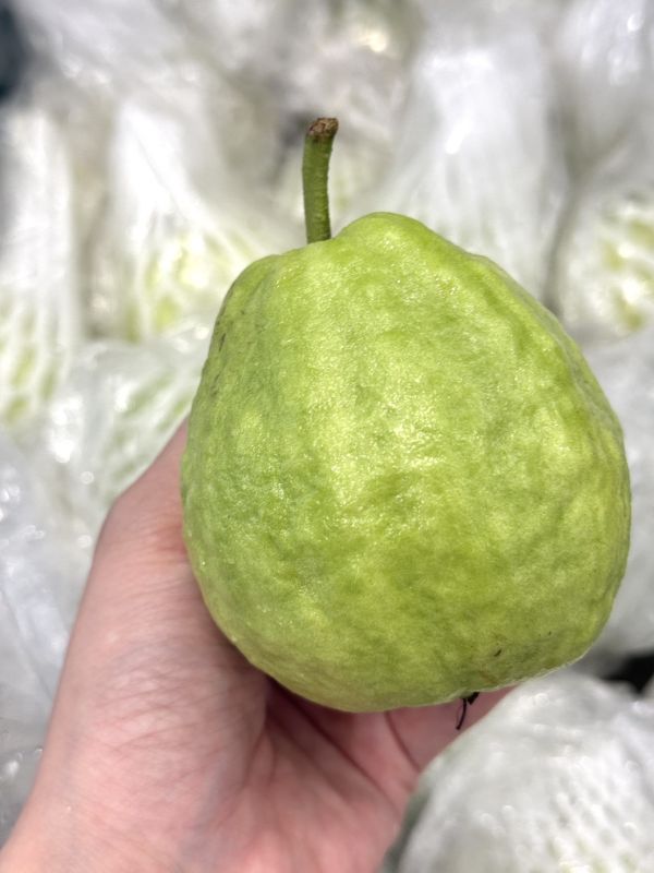 燕巢珍珠芭樂 高雄燕巢,芭樂,珍珠芭樂