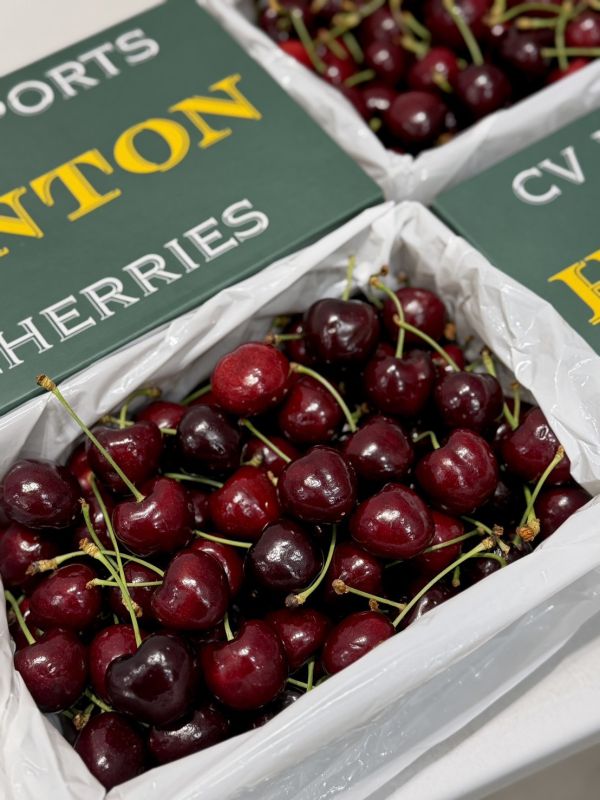 紐西蘭空運CVE大嘴巴櫻桃 CVE大嘴巴,櫻桃,大嘴巴櫻桃,CVE大嘴巴櫻桃,大嘴巴,紅唇