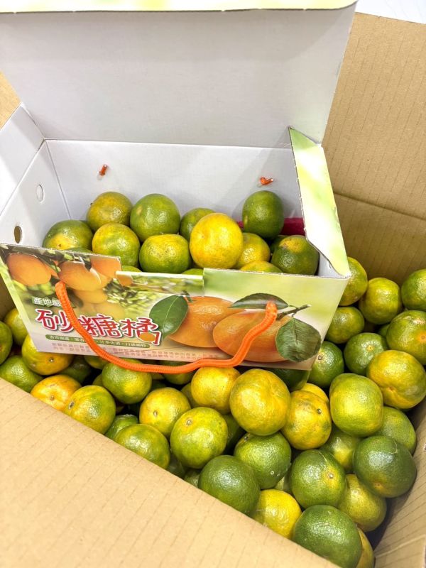 在地南投砂糖橘 砂糖橘