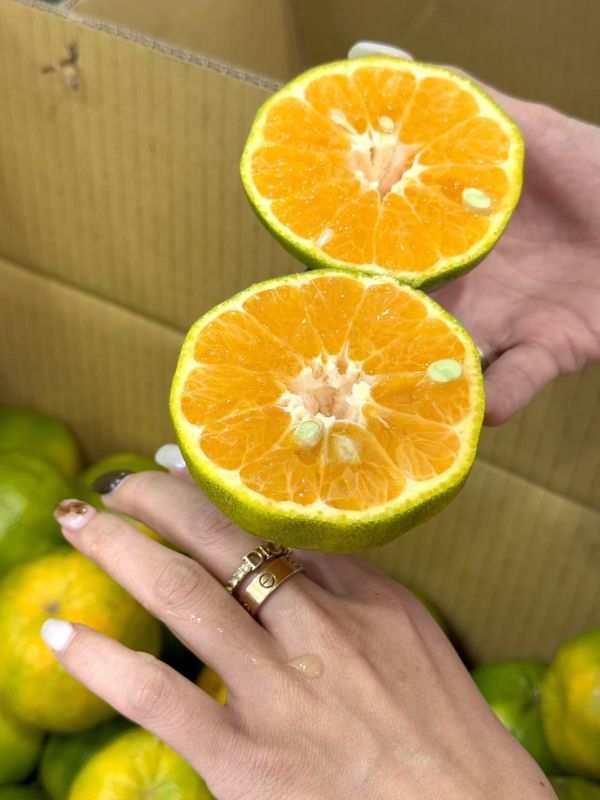 在地嚴選關子嶺椪柑 椪柑