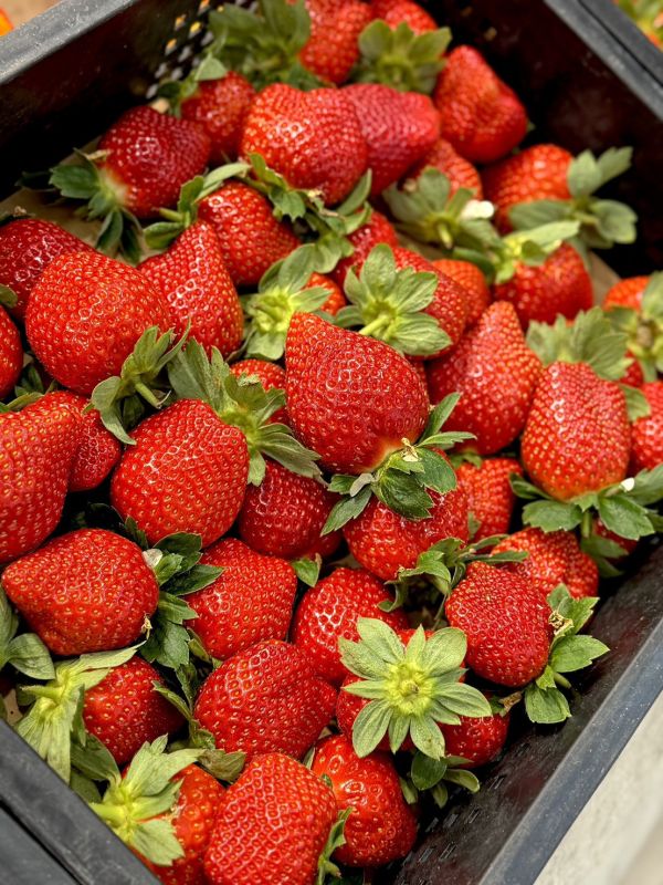 苗栗直送大湖草莓 草莓,大湖草莓