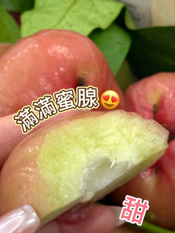 鮮採帶枝溫泉蓮霧 蓮霧