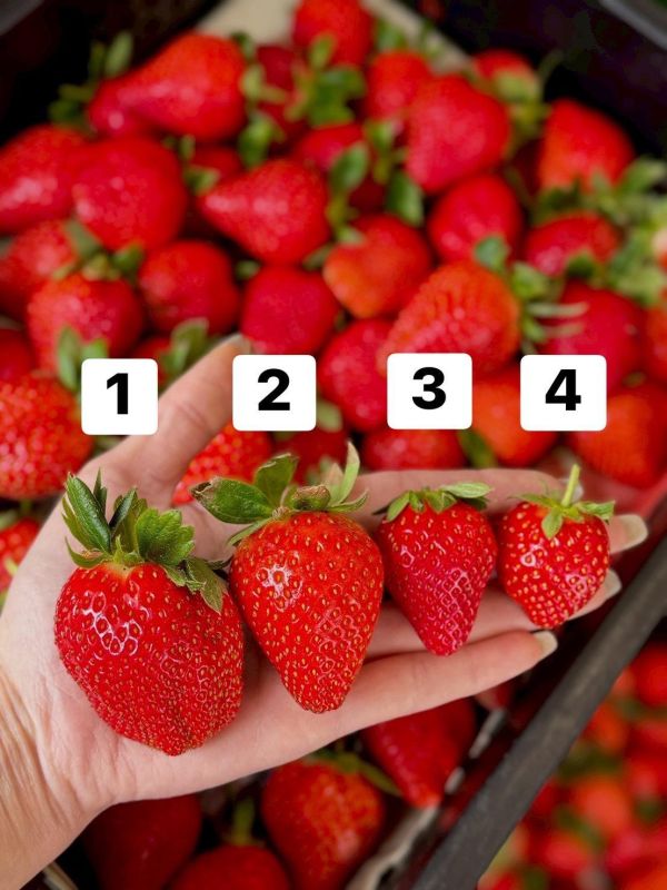 苗栗直送大湖草莓 草莓,大湖草莓