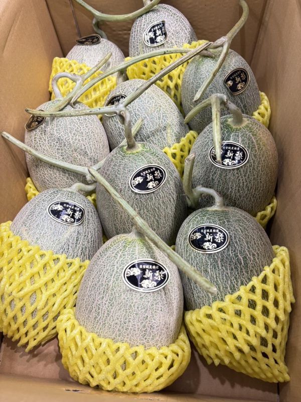 溫室新梨紅肉哈密瓜 溫室哈密瓜,新梨哈密瓜,哈密瓜