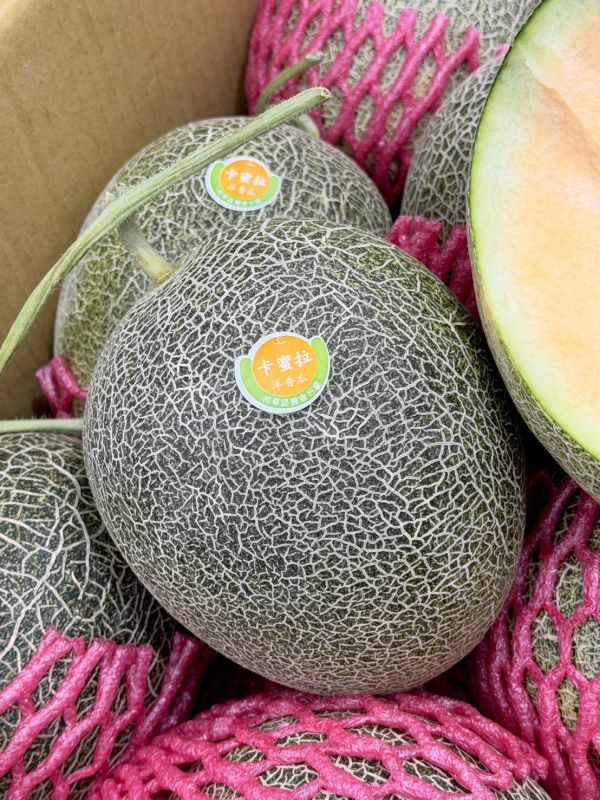 溫室精品卡蜜拉哈密瓜 卡蜜拉哈密瓜,哈密瓜