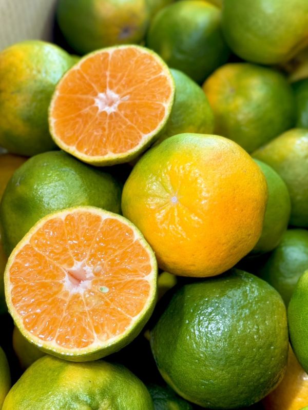 在地嚴選關子嶺椪柑 椪柑