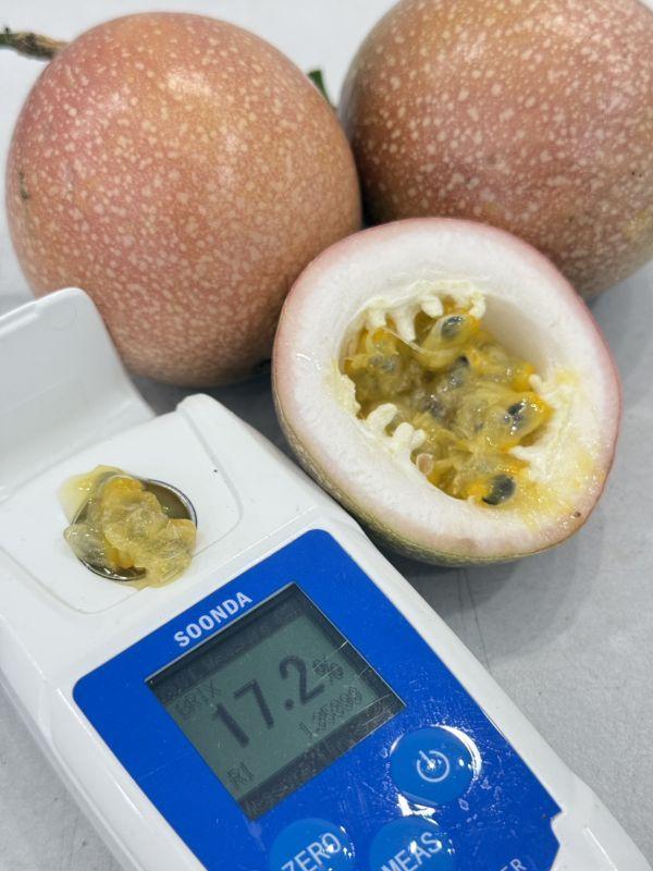 埔里滿天星蜜糖百香果(原裝) 埔里百香果,滿天星,蜜糖百香果,百香果