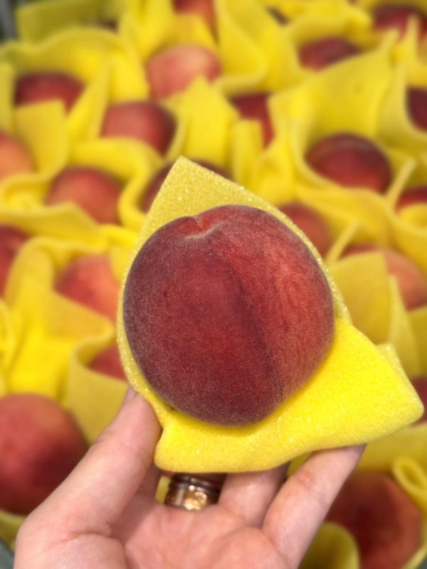 嚴選新社紅鈴水蜜桃 新社紅鈴水蜜桃,新社水蜜桃,新社,紅鈴水蜜桃,水蜜桃