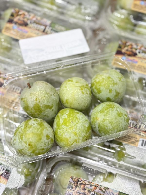 美國進口綠恐龍蛋 恐龍蛋