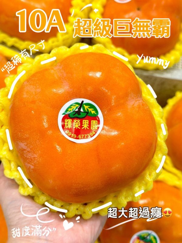 梨山高山高海拔8A甜柿 梨山,高山,高海拔,甜柿
