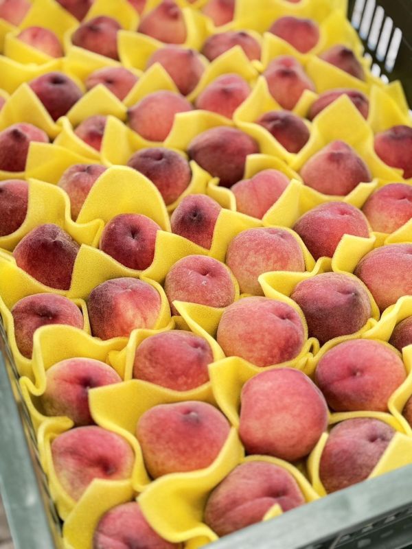 嚴選新社紅鈴水蜜桃 新社紅鈴水蜜桃,新社水蜜桃,新社,紅鈴水蜜桃,水蜜桃