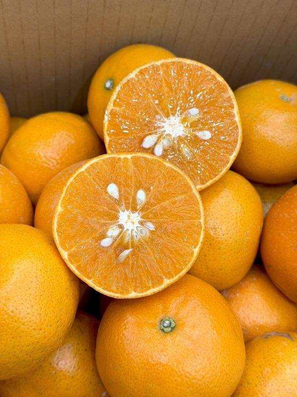 嚴選在地黃金茂谷 橘子,茂谷,黃金茂谷