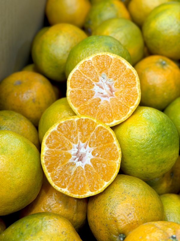 在地嚴選關子嶺椪柑 椪柑