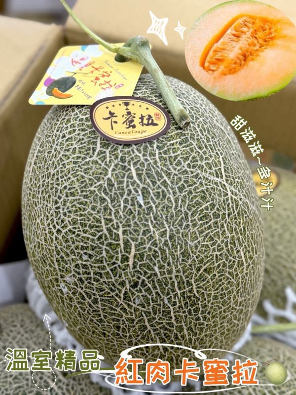 溫室精品卡蜜拉哈密瓜 卡蜜拉哈密瓜,哈密瓜