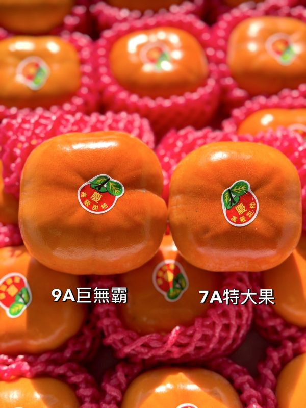 梨山高山高海拔8A甜柿 梨山,高山,高海拔,甜柿
