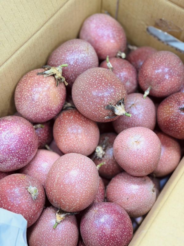 埔里滿天星蜜糖百香果 埔里百香果,滿天星,蜜糖百香果,百香果