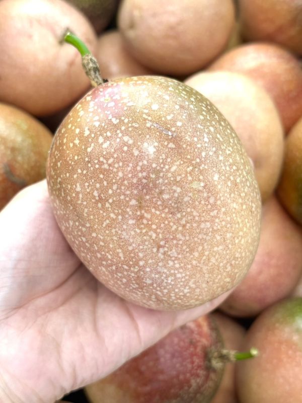 埔里滿天星蜜糖百香果 埔里百香果,滿天星,蜜糖百香果,百香果