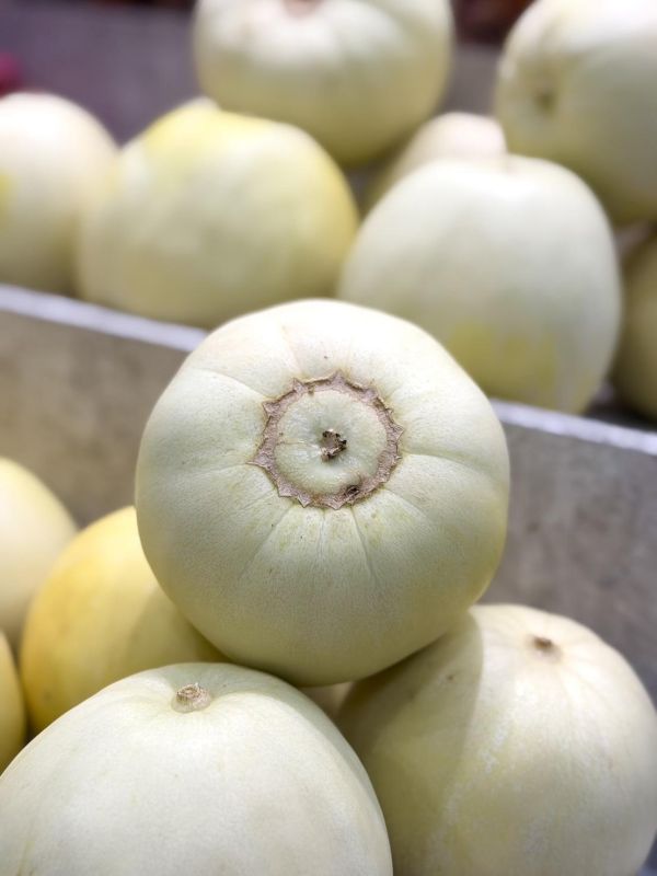 在地美濃香瓜 美濃香瓜,香瓜