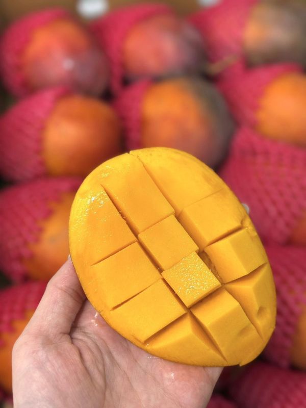 枋寮愛文芒果 枋寮,愛文芒果,芒果