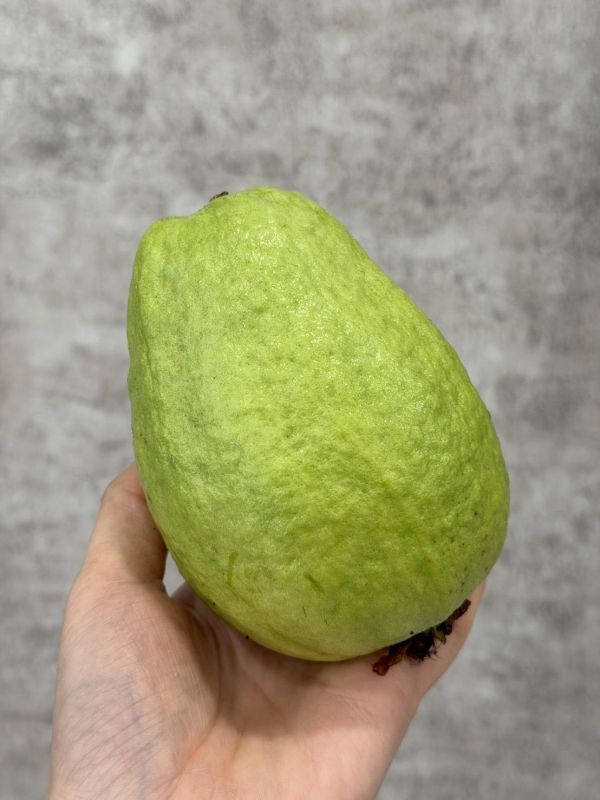 高雄燕巢珍珠芭樂 高雄燕巢,芭樂,珍珠芭樂