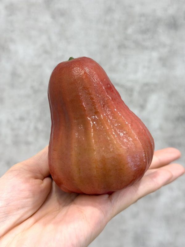 在地嚴選黑糖蓮霧 黑糖芭比,蓮霧
