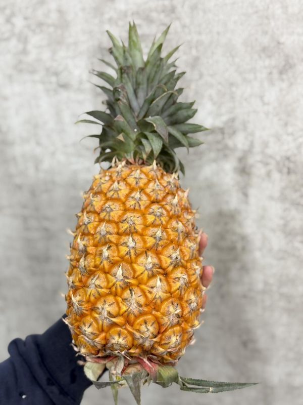 屏東嚴選金鑽鳳梨 屏東鳳梨,金鑽鳳梨,現削水果,鳳梨