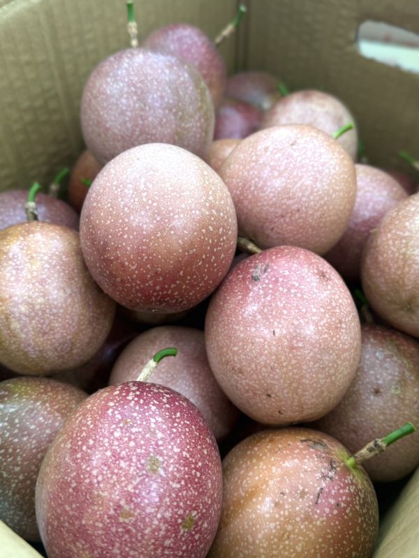 埔里滿天星蜜糖百香果 埔里百香果,滿天星,蜜糖百香果,百香果