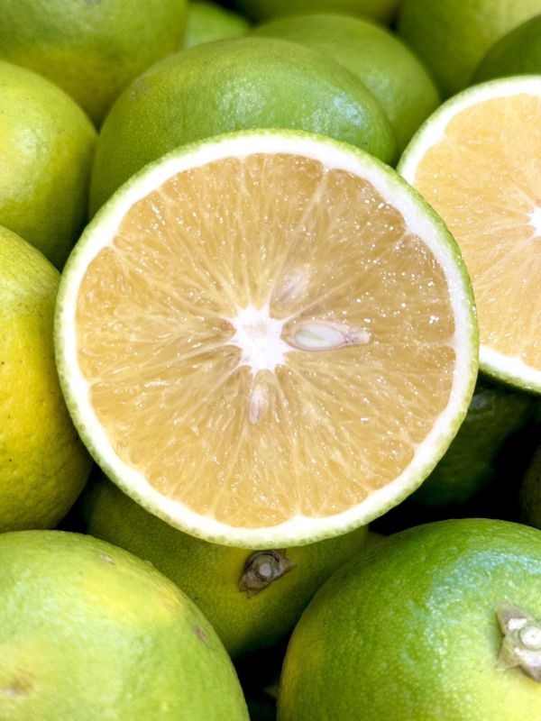 在地嚴選竹崎雞蛋丁 柳丁