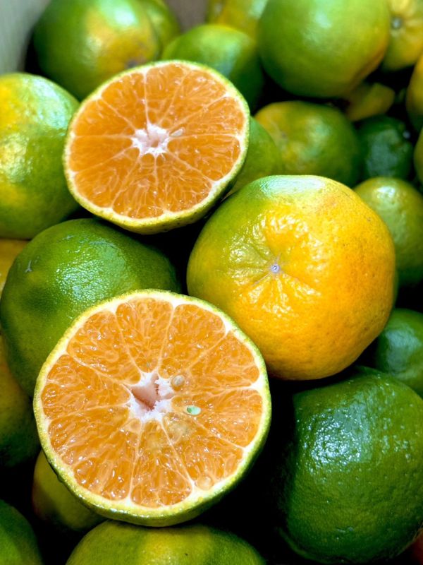 在地嚴選關子嶺椪柑 椪柑