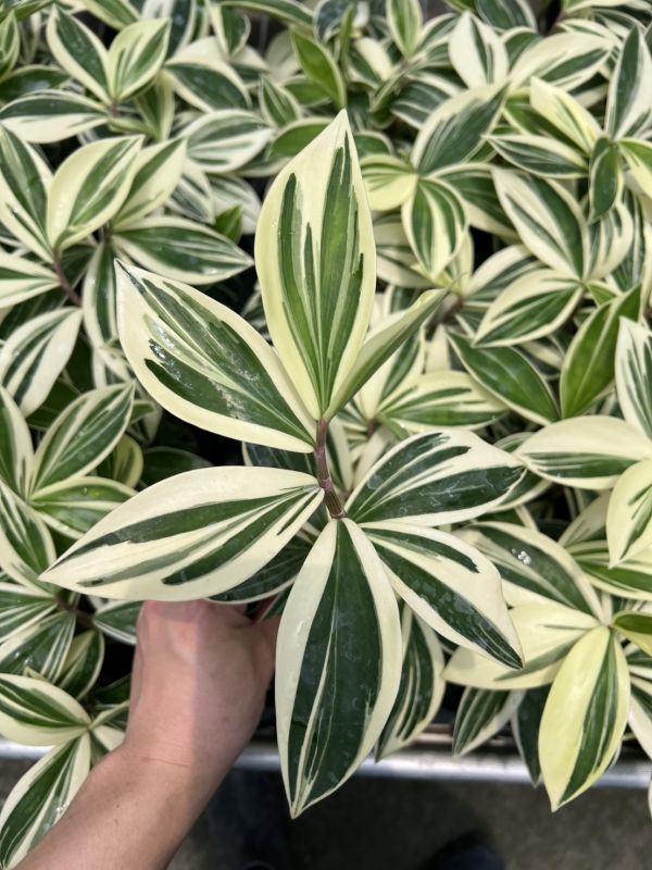 Costus arabicus variegated 