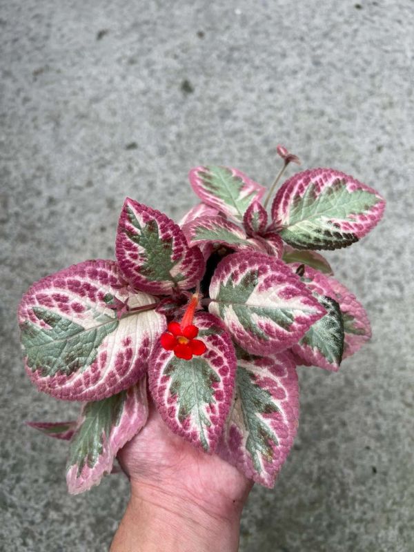 Episcia Pink Brocade 