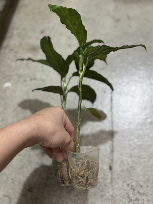 Aglaonema pictum tricolor 