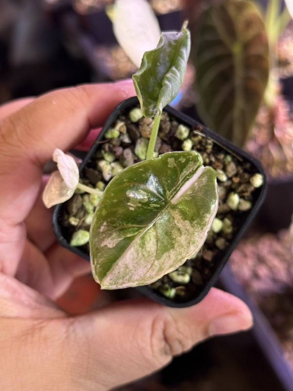 Alocasia azlanii albo 