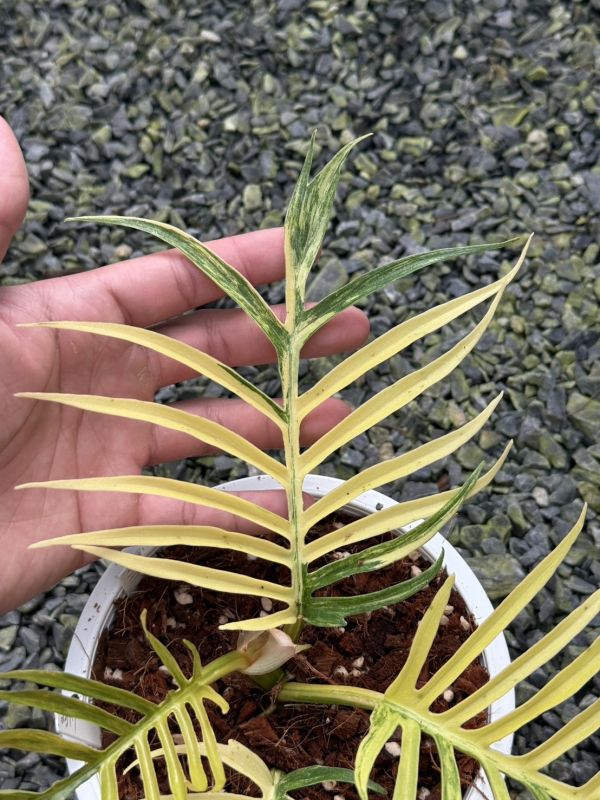 Philodendron tortum variegated 