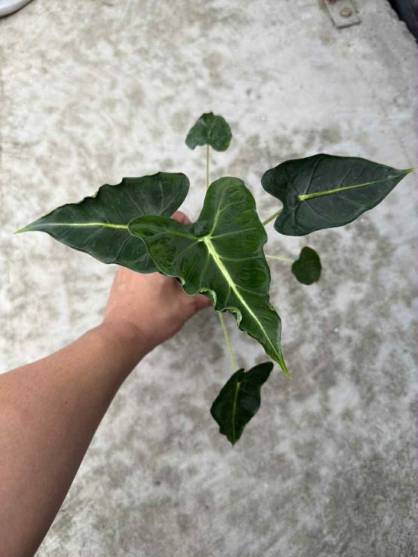 Alocasia emerald tide 