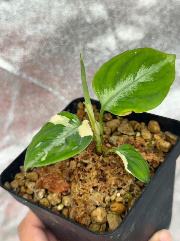 Aglaonema pictum tricolor variegated 