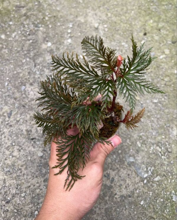 Begonia bipinnatifida 